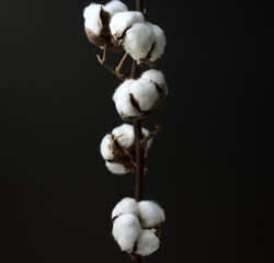 Cotton flower branch. Still life, fine art, dark photography. Head on, medium angle shot, horizontal image style.