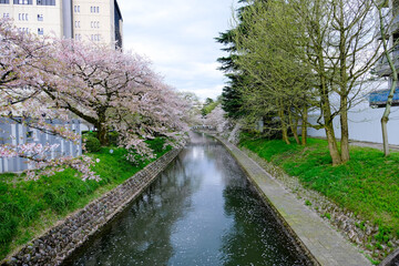 Sakura Cherry blossom full blooming,sakura petal falling down along the river,the bridge accross in garden next to building in city Park, Japan