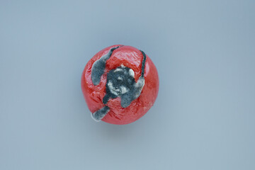 Rotten tomato with toxic dark mold, growing mildew and fungus on grey background. Improper storage...