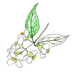 Watercolor sketch a branch with delicate white flowers isolated on a white background