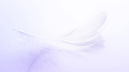 Fototapeta na wymiar Feather concept. Multicoloured pastel angel feather closeup texture on white background in macro photography, soft focus. Elegant expressive artistic image fragility of nature. Copy space.