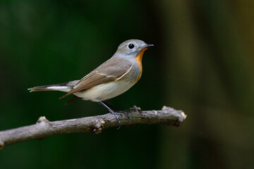Obraz premium Side view of Red-breasted flycatcher (Ficedula parva) rare bird visit to Thailand during winter
