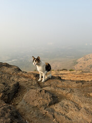 Landscape view from mountain along with a adorable cat relaxing and taking sun bath.