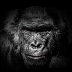 Foto auf Leinwand close up of a black and white gorilla © reznik_val