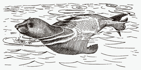 Swimming female northern elephant seal, mirounga angustirostris in profile side view © M