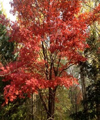 Autumn trees with colourful leaf in the forest