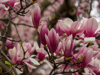 Fototapeta na wymiar Magnolia Blossoms in Spring At Peak Bloom