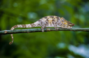 Cameleon à capuchon, male, Chamaeleo brevicornis, Madagascar