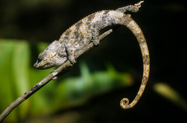 Cameleon à capuchon, male, Chamaeleo brevicornis, Madagascar
