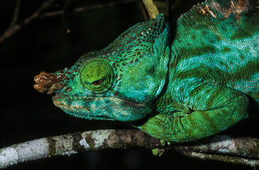 Cameleon à capuchon, male, Chamaeleo brevicornis, Madagascar