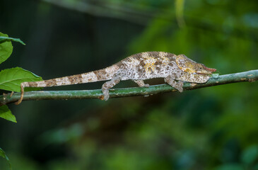 Cameleon à capuchon, mâle, Chamaeleo brevicornis, Madagascar