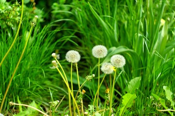 Spring in the park, yellow dandelions on green grass