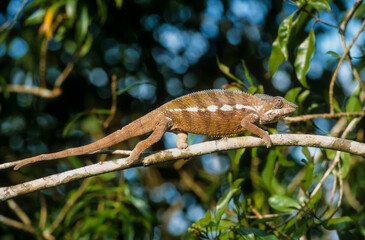 Cameleon panthère, Fucifer pardalis, Madagascar