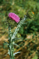 Cirse commun, Cirse lanceolé, Cirsium vulgare lanceolatum