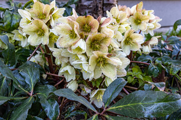 a clump of snow roses in full bloom. they are yellow whitish 