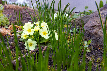 yellow primrose Primula between grasses in front of a wall and next to a stone 