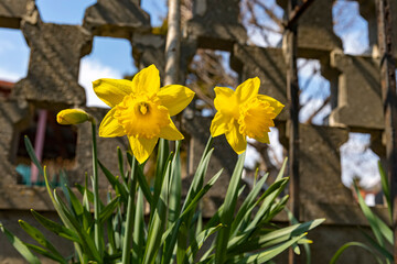 yellow daffodil narcissus pseudonarcissus in front of a gray stone wall where clouds and the sky shine through