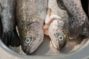 Raw wet peeled rainbow trout fish lie and thaw in the kitchen sink before cooking, close-up.