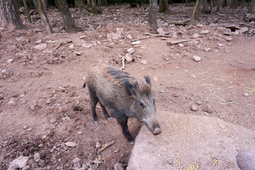 close up of a brown wild boar