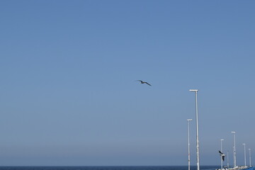 Beautiful flying seagulls against the blue sky.