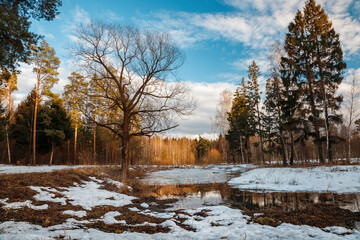 Sunny spring weather melts the snow in the forest. the beauty of Russian nature. winter landscape. Sunny morning