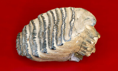 Mammoth fossil tooth
