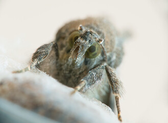 Moth looks at camera