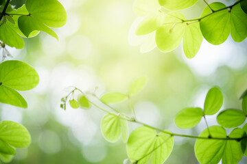 Fototapeta na wymiar Amazing nature view of green leaf on blurred greenery background in garden and sunlight with copy space using as background natural green plants landscape, ecology, fresh wallpaper.