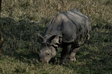 Rhino having lunch