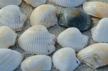 Closeup view of seashells on the beach
