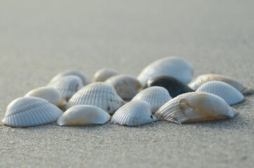 Obraz na płótnie Canvas Closeup view of seashells on the beach