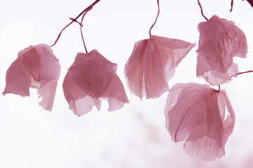 blurred floral background flowers of dried orchid in the light in pink tint