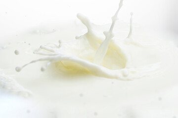 splash on the surface of milk and splashes on a white background