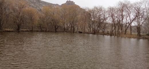 magnificent view of the lakeside trees