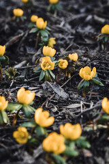 Closeup macro of early yellow flowers