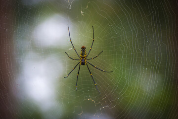 Spider on the web