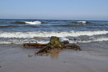 Fototapeta na wymiar Beautiful wooden driftwood on the seashore.