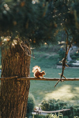 Squirrel sitting on a branch.