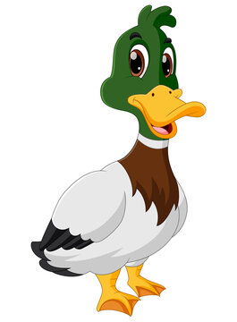 cute duck cartoon isolated on white background