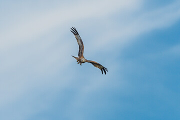 Rotmilan Flugaufnahme