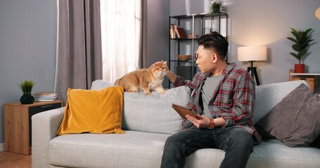 Asian young man sitting on sofa at home in living modern room using tablet and playing with fluffy cat. Handsome guy holding gadget device in hands resting on couch with pet animal. Leisure concept