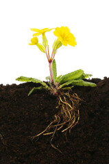 Primrose plant in soil