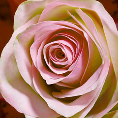 Beautiful green tinged pink rose macro closeup for valentine's day