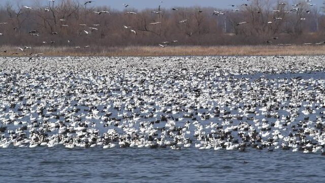 Snow geese migration at the Loess Bluffs National Wildlife Refuge in northwest Missouri