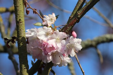 rosa Blüten am Kirschbaum