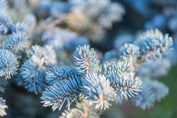 A blue spruce in selective focus