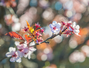 Trees bloom in spring