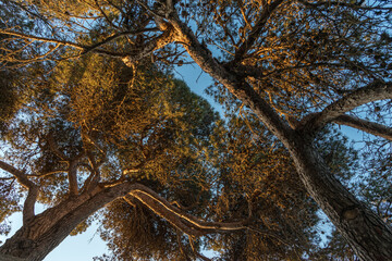 Pine trees at sunrise
