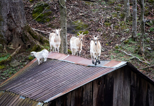 Goast on the Roof
