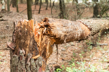 Fototapeta na wymiar broken tree trunk